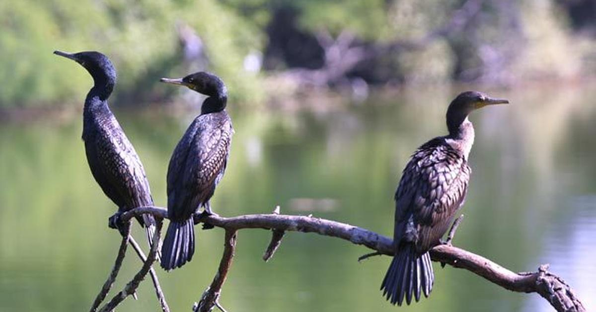 Visual representation of the Cormorant, recognized in Indonesia as Burung Cormorant.