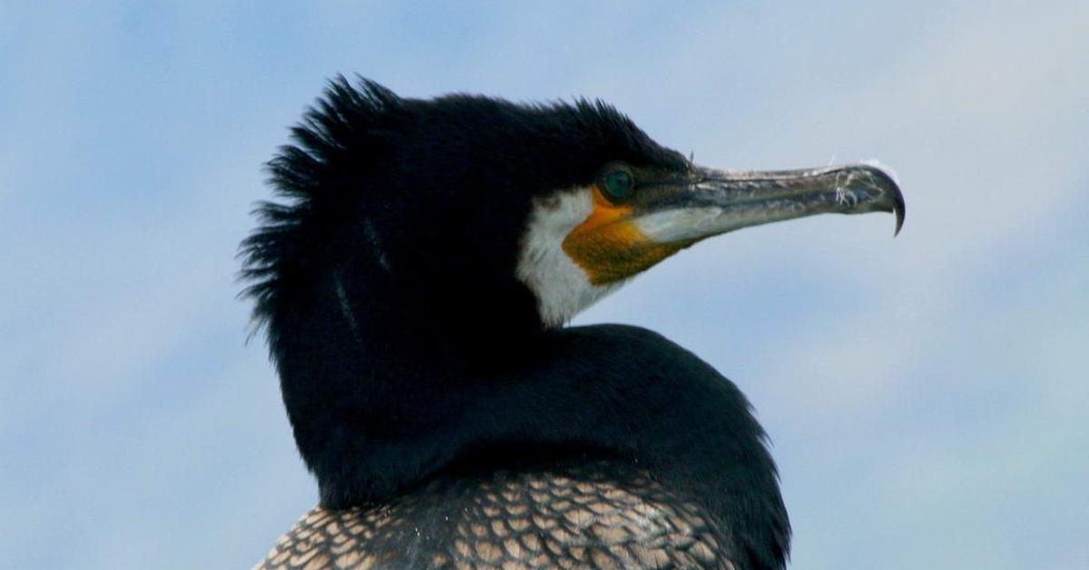 Engaging shot of the Cormorant, recognized in Indonesia as Burung Cormorant.