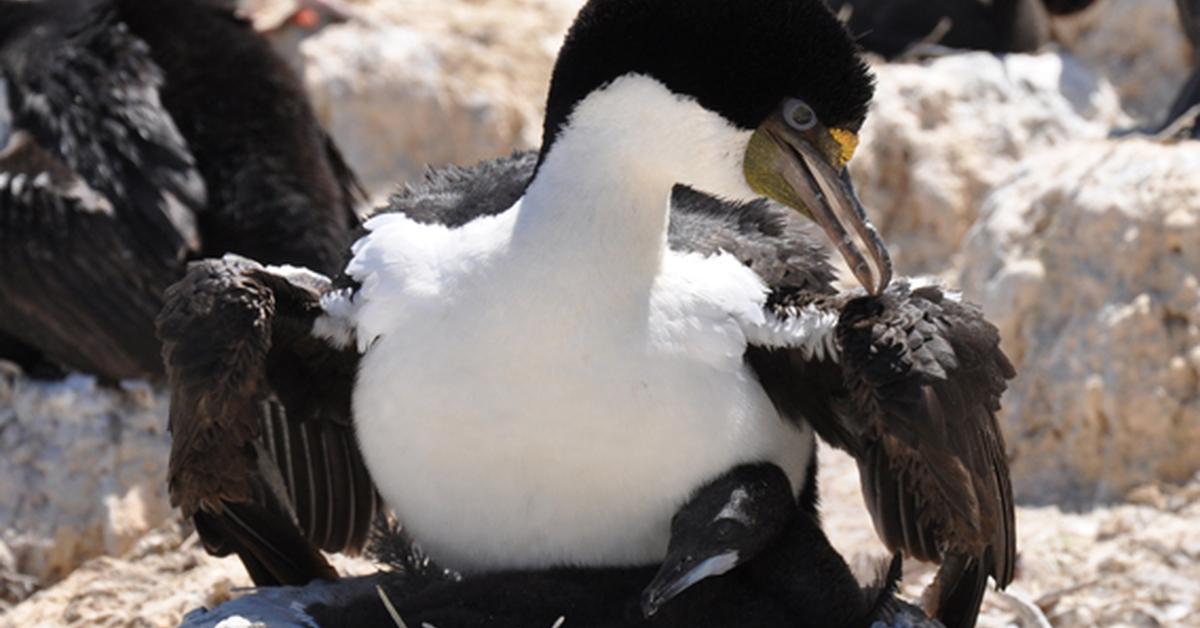 Splendid image of the Cormorant, with the scientific name Phalacrocoracidae.