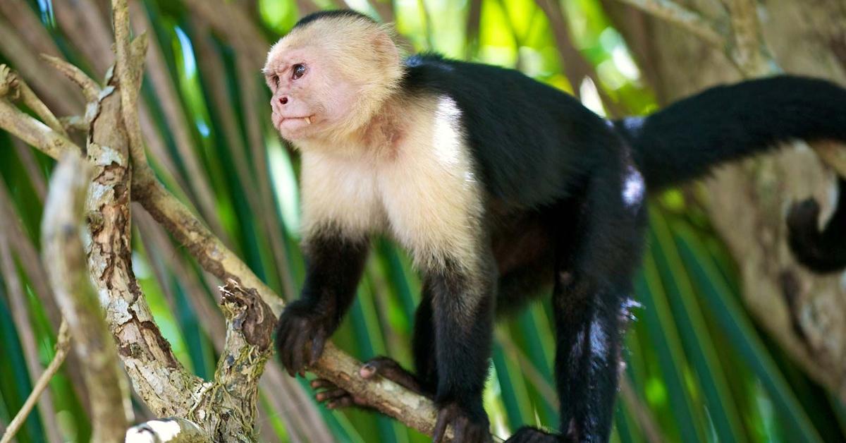 Graceful Capuchin, a creature with the scientific name Cebus.