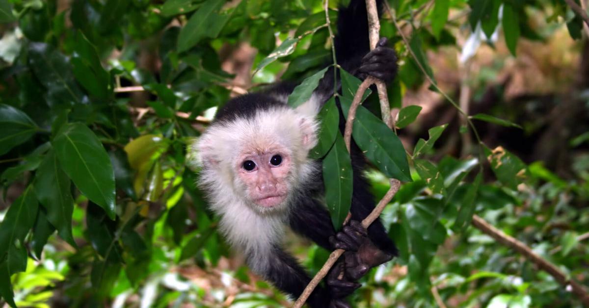 Dynamic image of the Capuchin, popularly known in Indonesia as Kera Capuchin.