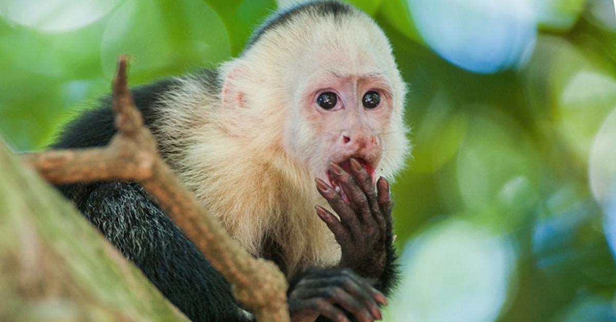 Unique portrayal of the Capuchin, also called Kera Capuchin in Bahasa Indonesia.