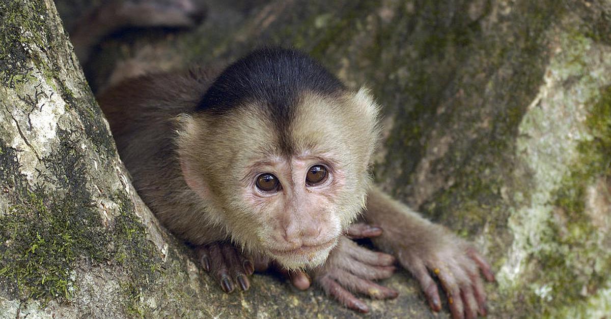 Captured elegance of the Capuchin, known in Indonesia as Kera Capuchin.