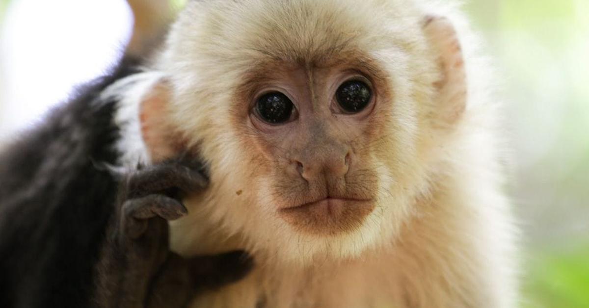 Graceful Capuchin, a creature with the scientific name Cebus.