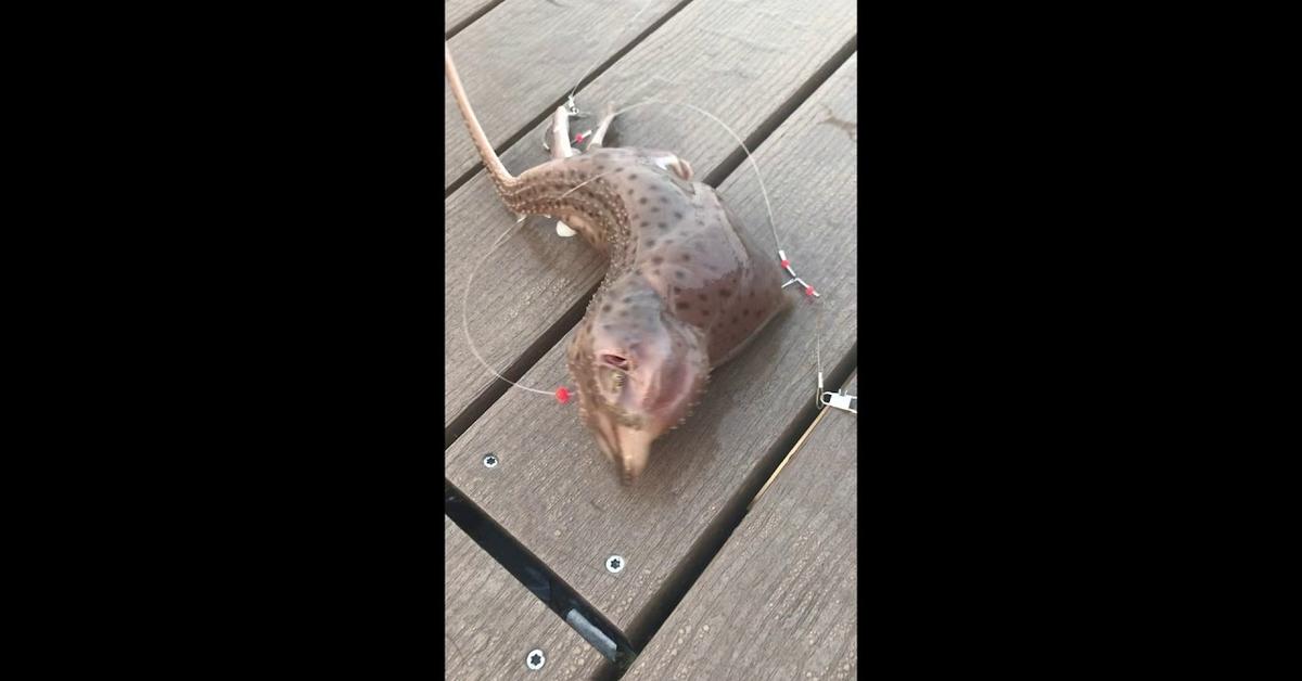 The Clearnose Skate, an example of Rostroraja eglanteria, in its natural environment.