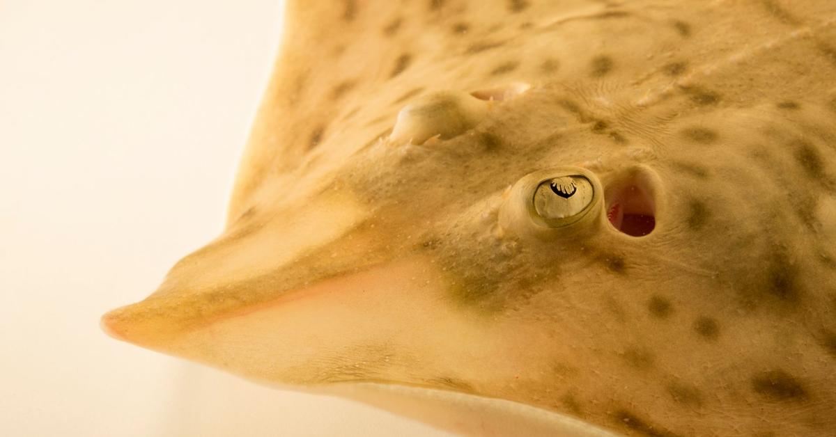 Graceful Clearnose Skate, a creature with the scientific name Rostroraja eglanteria.