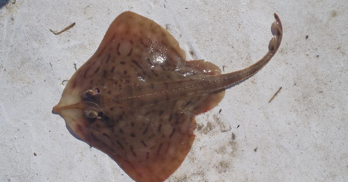 Portrait of a Clearnose Skate, a creature known scientifically as Rostroraja eglanteria.