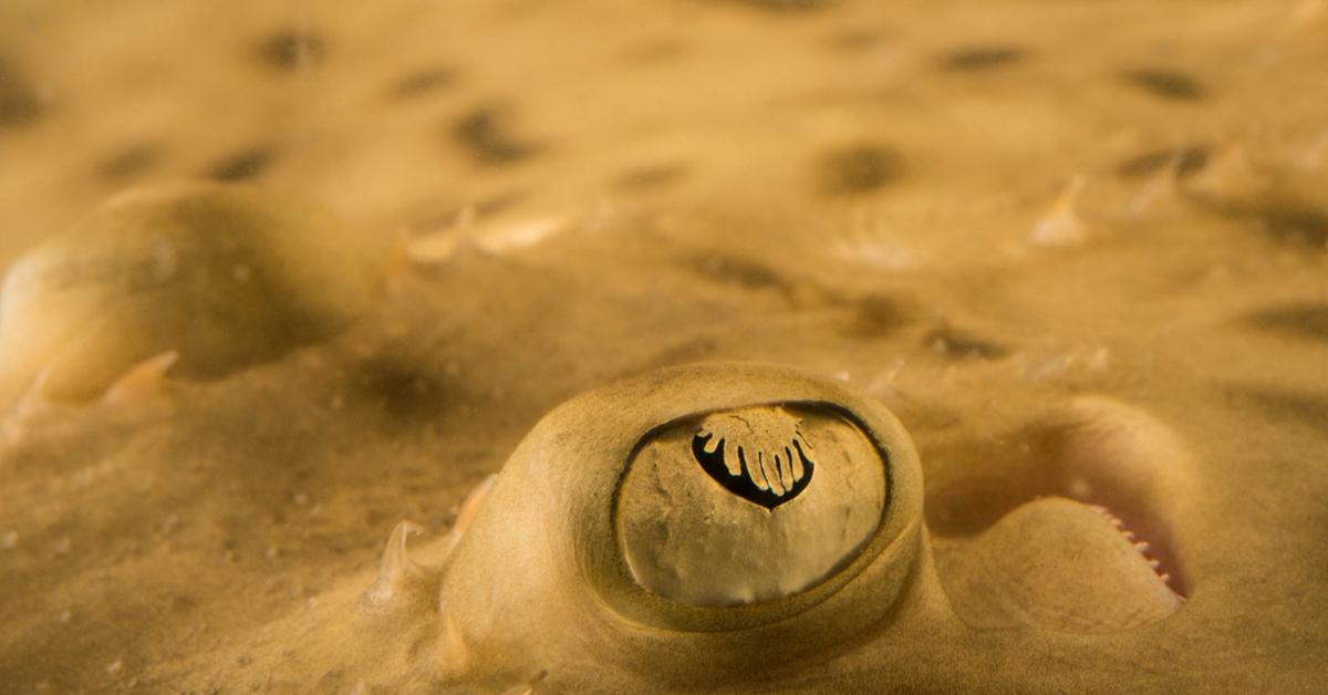 Charming view of the Clearnose Skate, in Indonesia referred to as Pari Hidung Jernih.