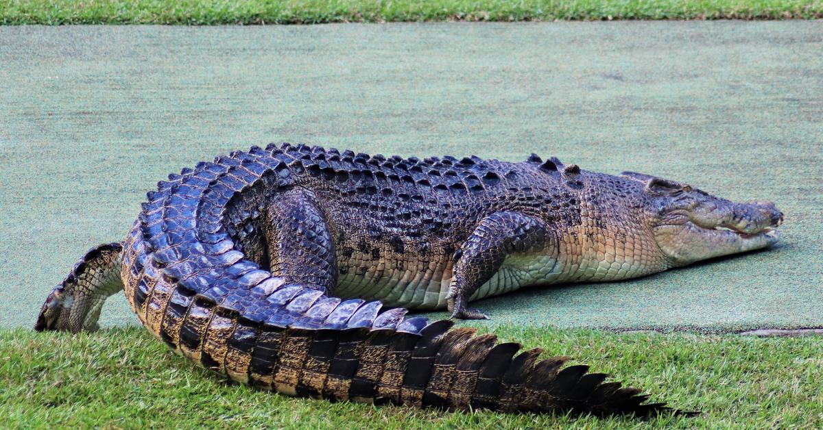 Stunning depiction of Crocodylomorph, also referred to as Crocodylus porosus.