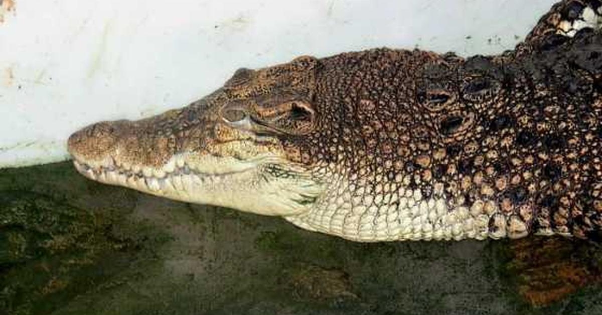 The Crocodylomorph, a species known as Crocodylus porosus, in its natural splendor.