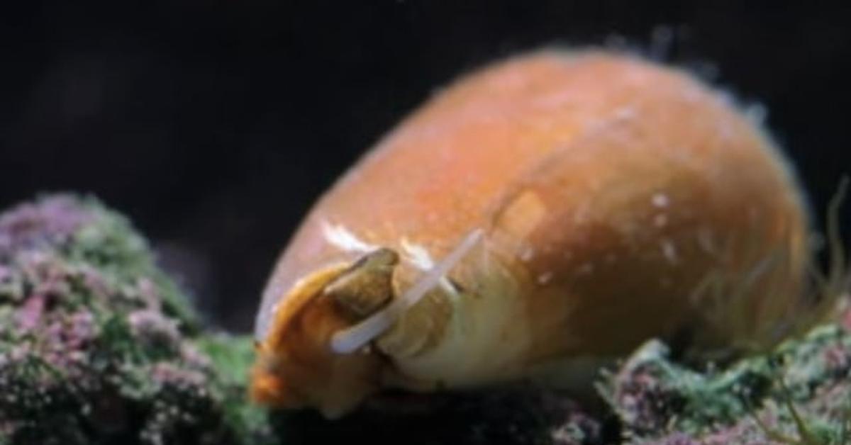 Vivid image of the Cone Snail, or Siput Kerucut in Indonesian context.