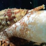 The elegant Cone Snail (Conidae), a marvel of nature.