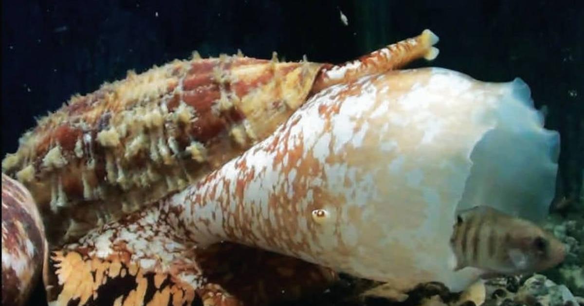 The elegant Cone Snail (Conidae), a marvel of nature.