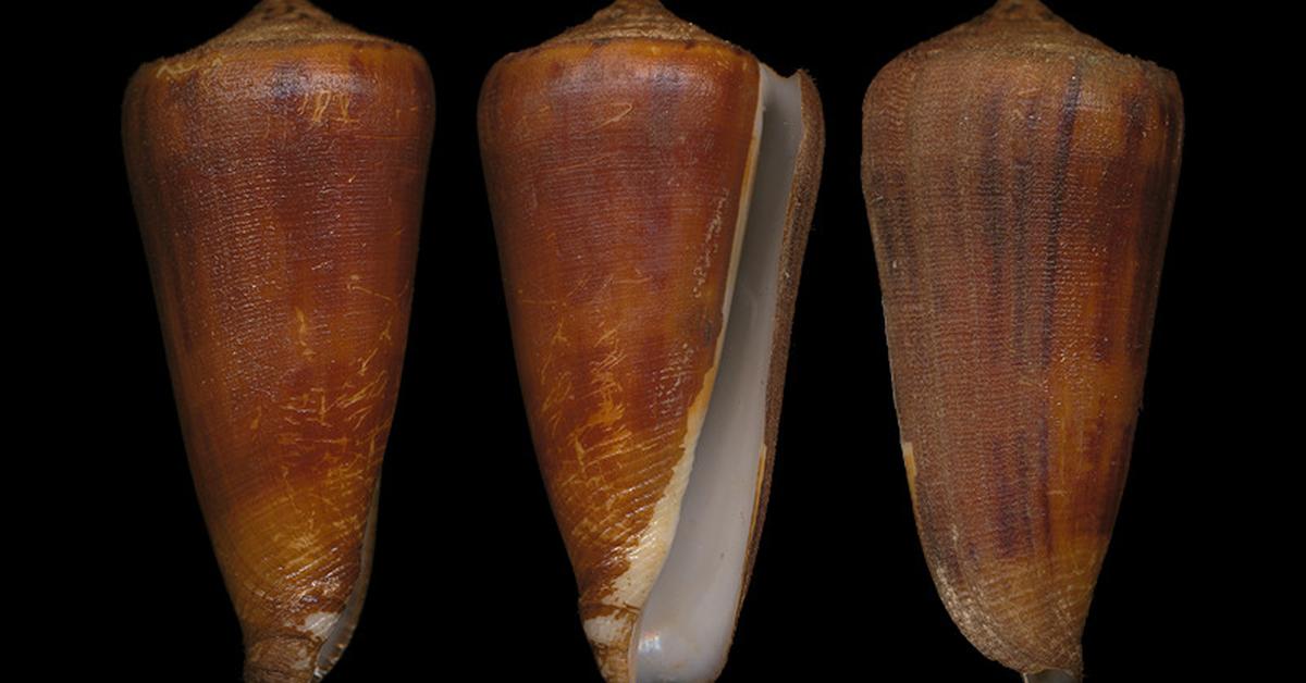 Vibrant snapshot of the Cone Snail, commonly referred to as Siput Kerucut in Indonesia.