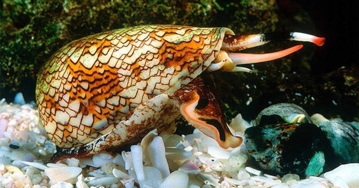 Visual of Cone Snail, or Siput Kerucut in Indonesian, showcasing its beauty.