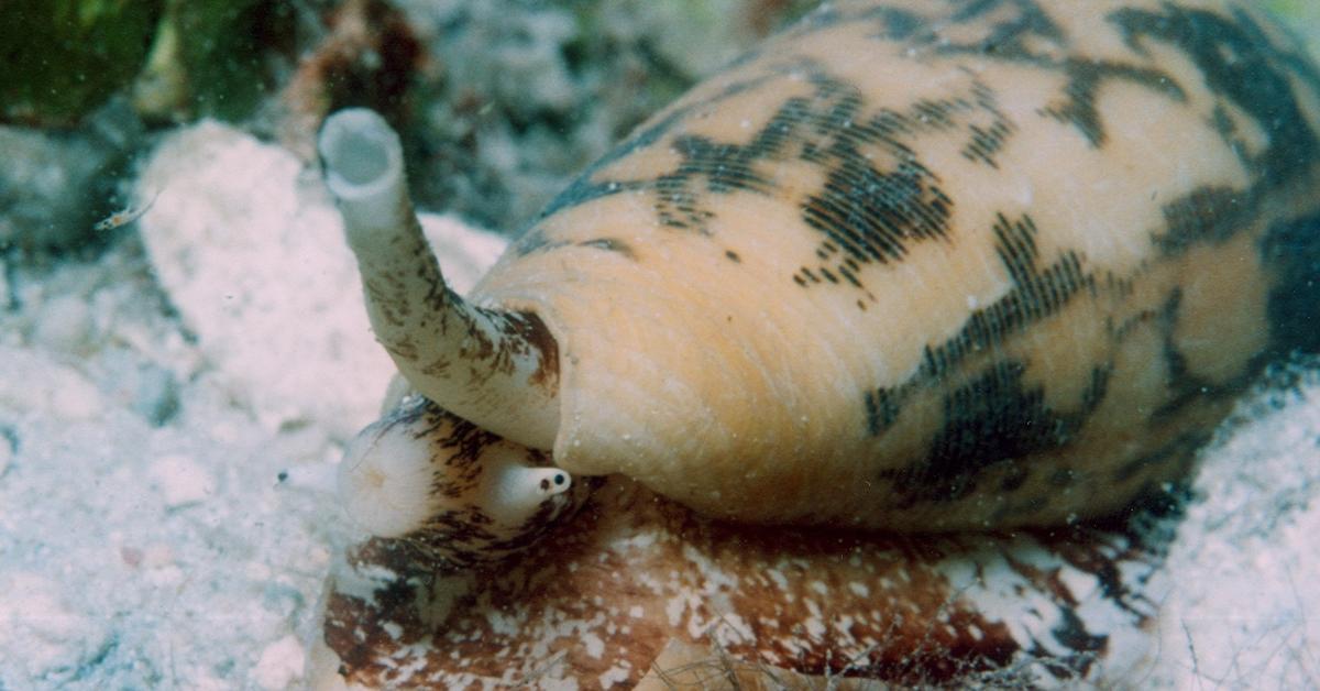 Image of the Cone Snail (Conidae), popular in Indonesia as Siput Kerucut.