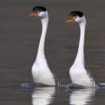 Iconic view of the Clarks Grebe, or Aechmophorus clarkii, in its habitat.