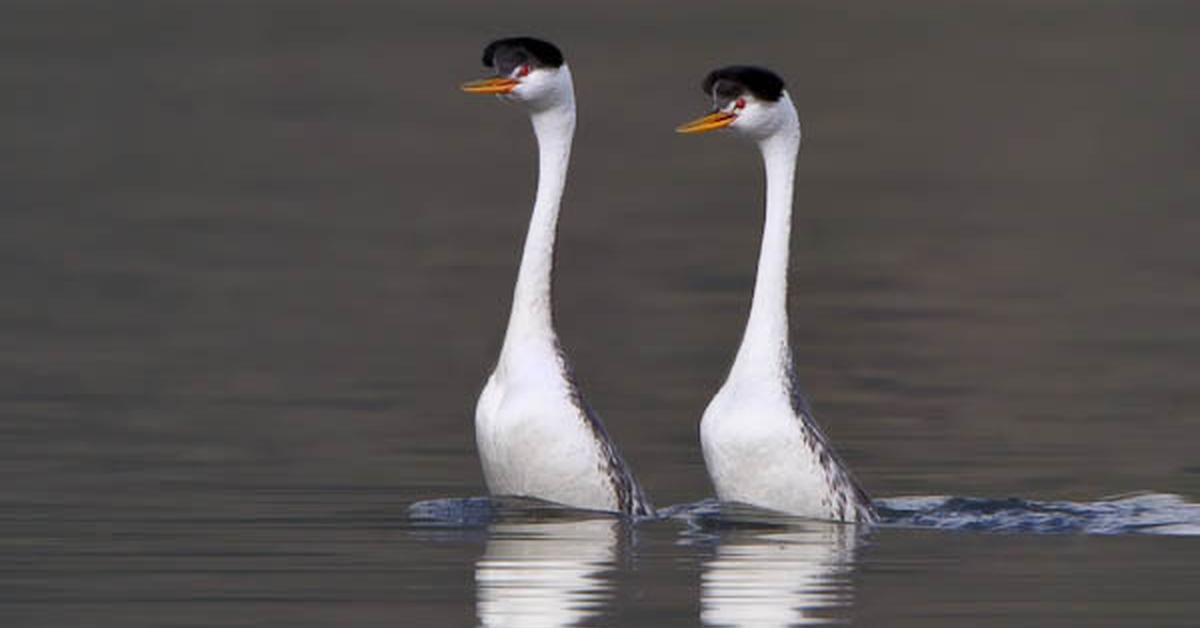 Captured beauty of the Clarks Grebe, or Aechmophorus clarkii in the scientific world.