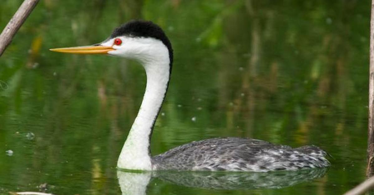 Natural elegance of the Clarks Grebe, scientifically termed Aechmophorus clarkii.