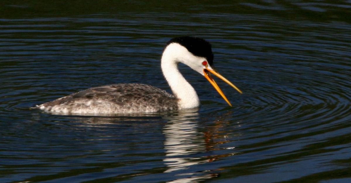 Picture of Clarks Grebe, known in Indonesia as Burung Kecil Clarks.