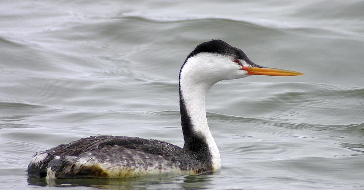 Unique portrayal of the Clarks Grebe, also called Burung Kecil Clarks in Bahasa Indonesia.