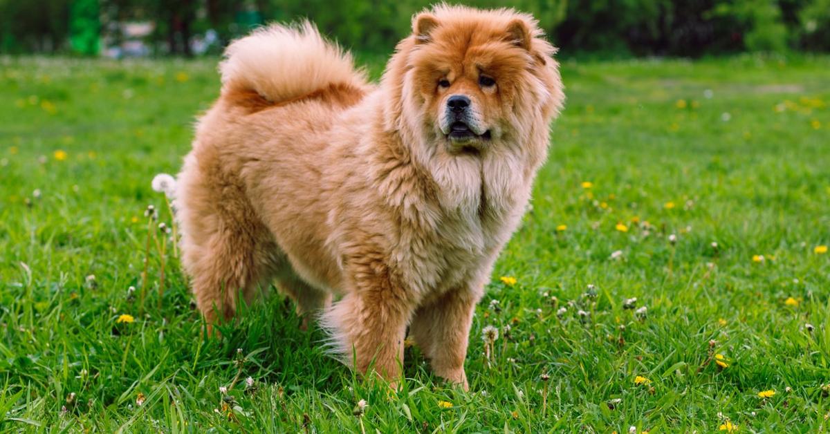 Striking appearance of the Chow Pom, known in scientific circles as Canis lupus.