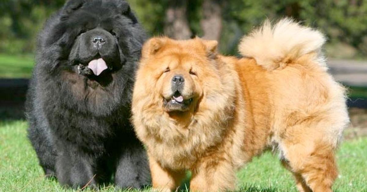 The fascinating Chow Pom, scientifically known as Canis lupus.