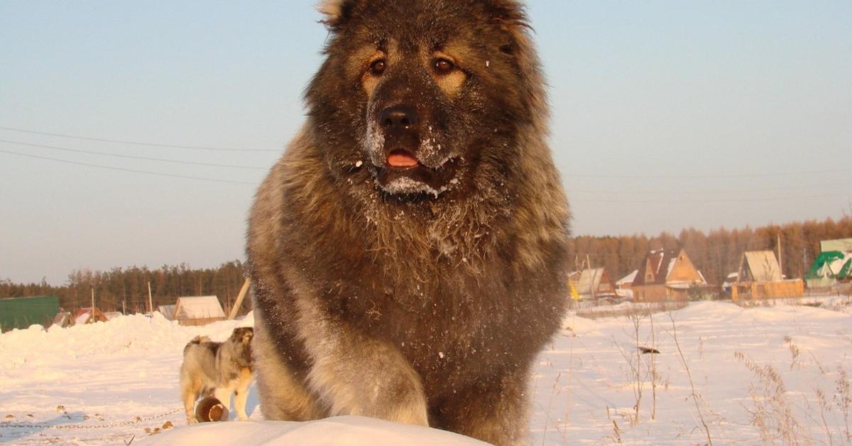 The majestic Caucasian Shepherd, also called Anjing Kaukasus in Indonesia, in its glory.