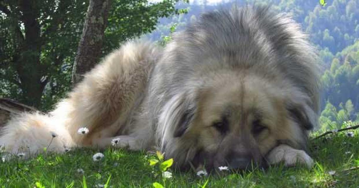 Image showcasing the Caucasian Shepherd, known in Indonesia as Anjing Kaukasus.