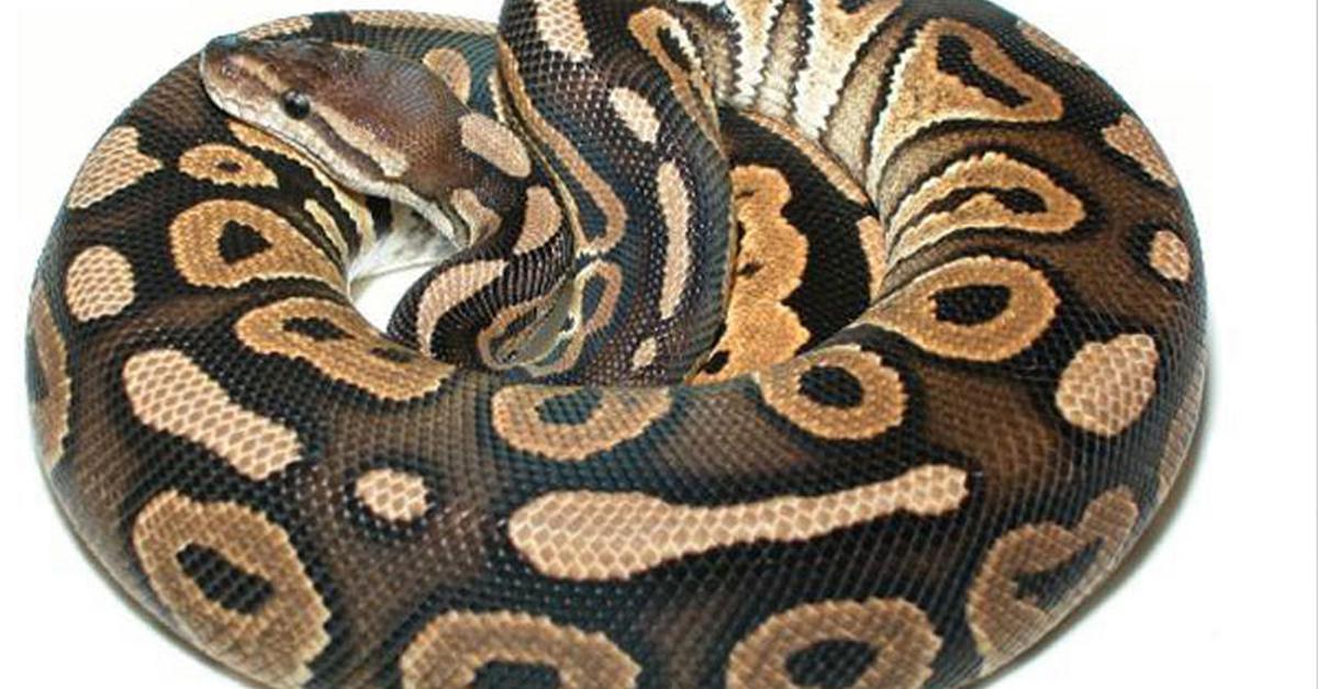 A look at the Cinnamon Ball Python, also recognized as Piton Bola Kayu Manis in Indonesian culture.