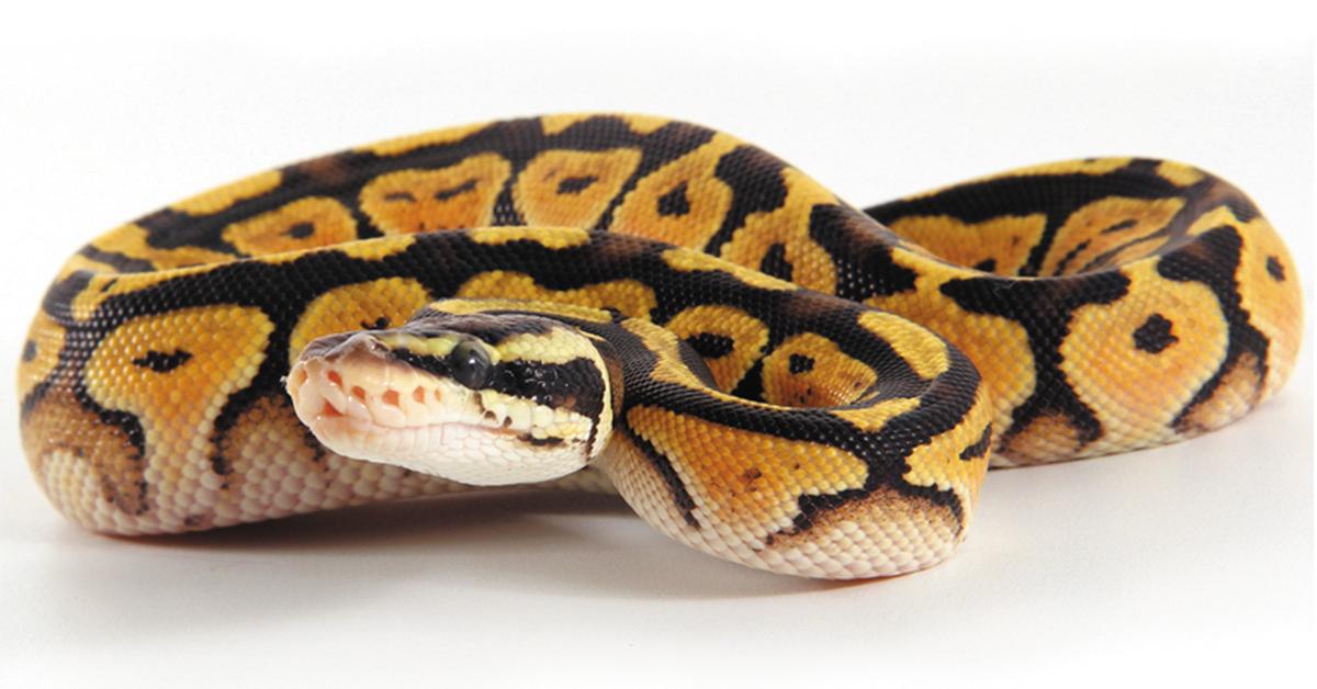 Splendid image of the Cinnamon Ball Python, with the scientific name Python regius.