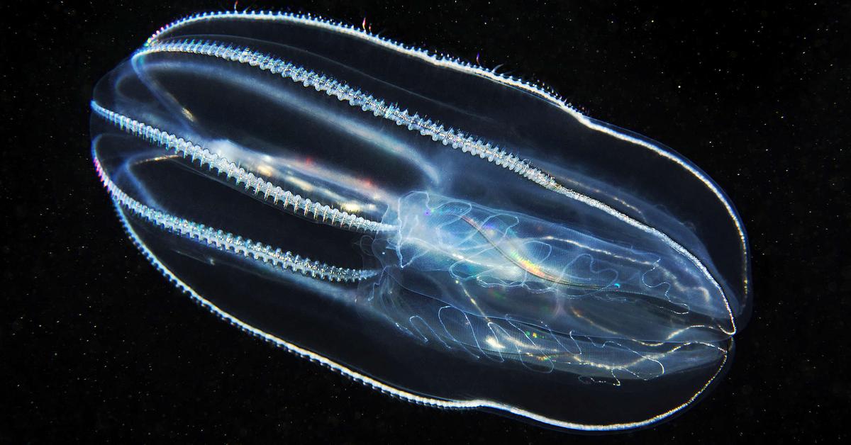 Photographic depiction of the unique Comb Jellyfish, locally called Ubur-ubur Sisir.