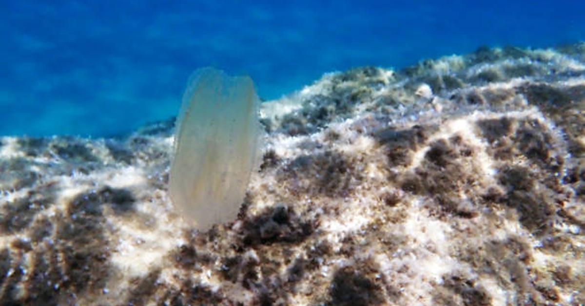 Image showcasing the Comb Jellyfish, known in Indonesia as Ubur-ubur Sisir.