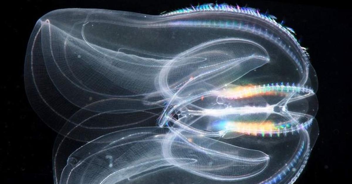 Portrait of a Comb Jellyfish, a creature known scientifically as Ctenizidae.