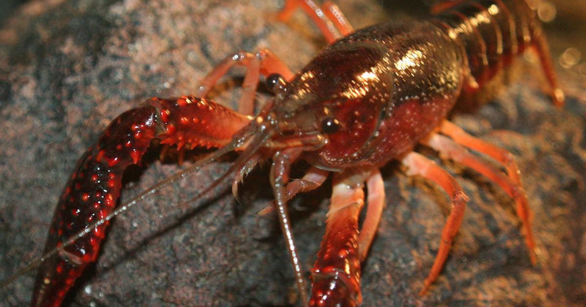 Graceful Crayfish, a creature with the scientific name Astacoidea.