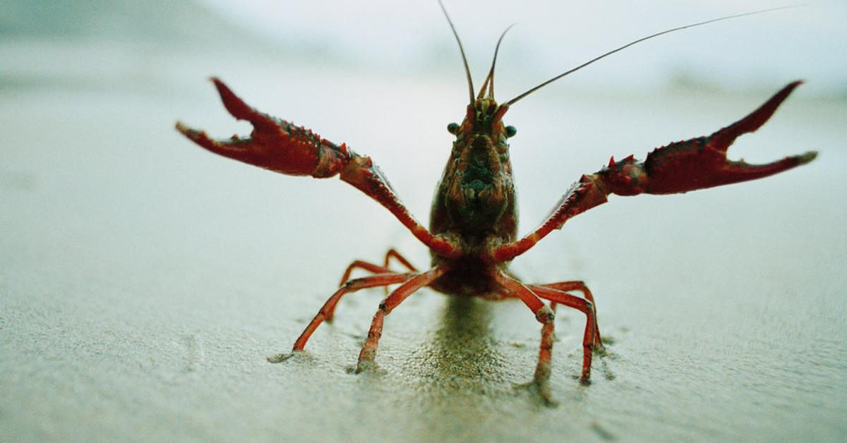 Captivating presence of the Crayfish, a species called Astacoidea.