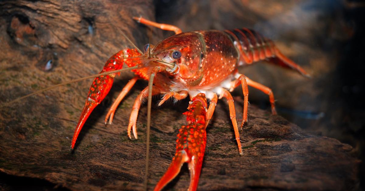 Captured elegance of the Crayfish, known in Indonesia as Udang Lobster.