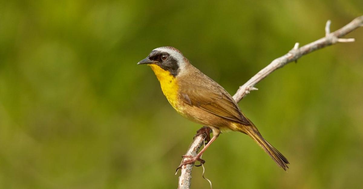 Stunning image of the Common Yellowthroat (Geothlypis trichas), a wonder in the animal kingdom.