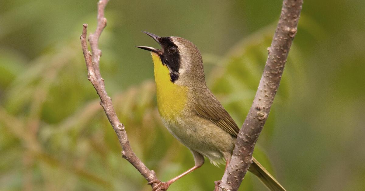 Captured beauty of the Common Yellowthroat, or Geothlypis trichas in the scientific world.