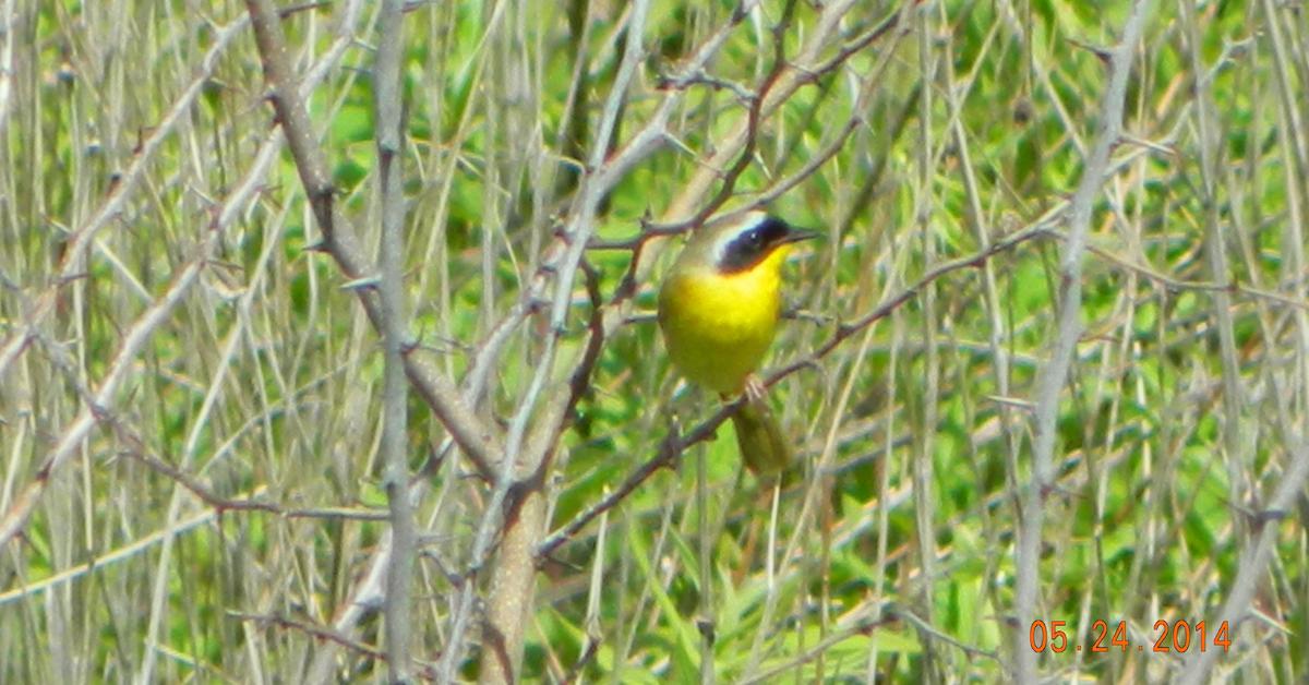 Captured moment of the Common Yellowthroat, in Indonesia known as Burung Kecil Kuning Biasa.