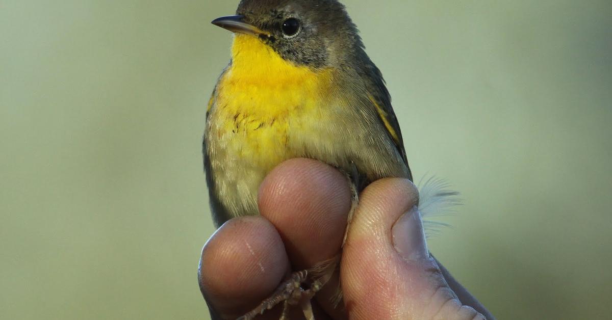 Vivid image of the Common Yellowthroat, or Burung Kecil Kuning Biasa in Indonesian context.