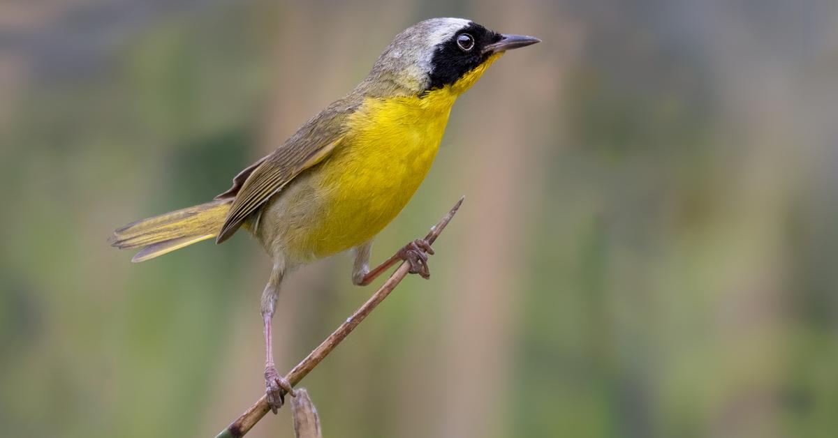 A look at the Common Yellowthroat, also recognized as Burung Kecil Kuning Biasa in Indonesian culture.