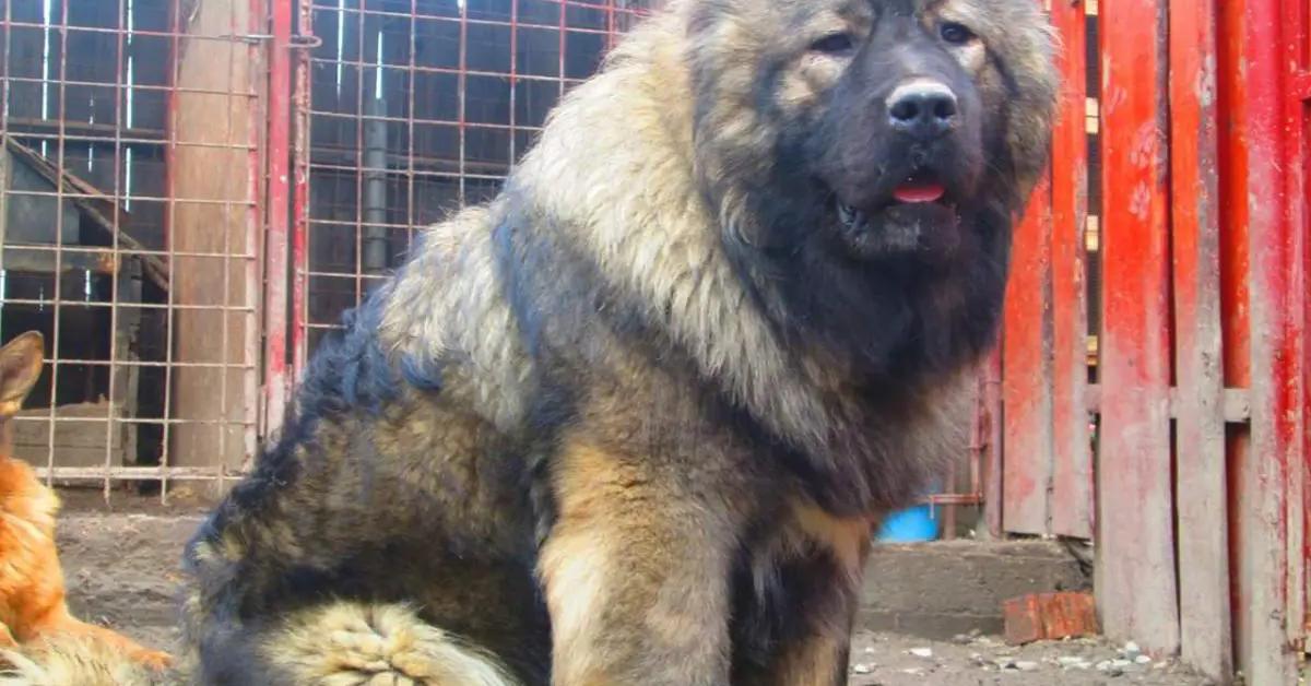 Splendid image of the Caucasian Mountain Dog, with the scientific name Canis lupus.