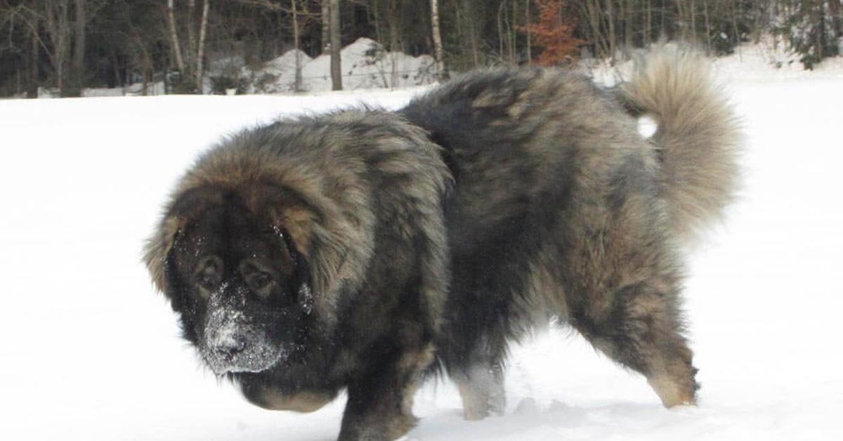 The Caucasian Mountain Dog, an example of Canis lupus, in its natural environment.