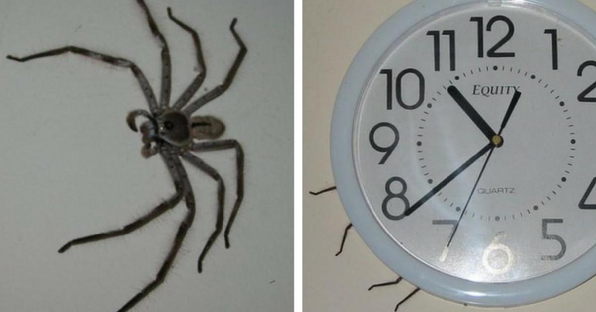 Graceful Clock Spider, a creature with the scientific name Heteropoda venatoria.