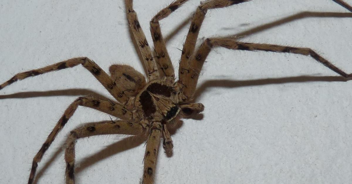 Charming view of the Clock Spider, in Indonesia referred to as Laba-laba Jam.