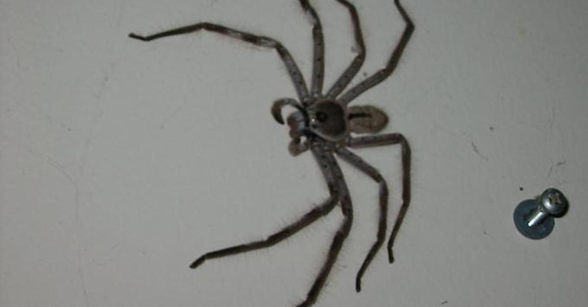 Visual representation of the Clock Spider, recognized in Indonesia as Laba-laba Jam.