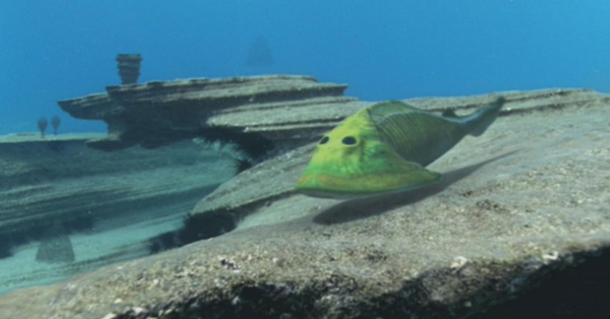 Photogenic Cephalaspis, scientifically referred to as Cephalaspis lleyli.