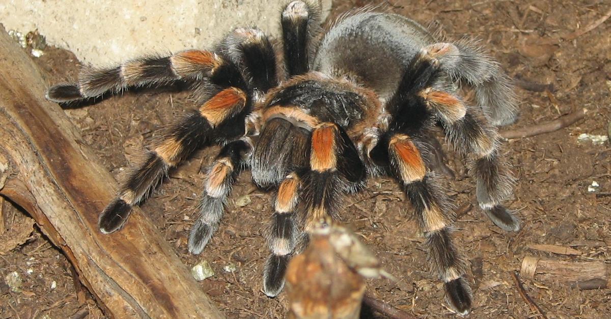 Detailed shot of the Curly Hair Tarantula, or Tliltocatl albopilosus, in its natural setting.