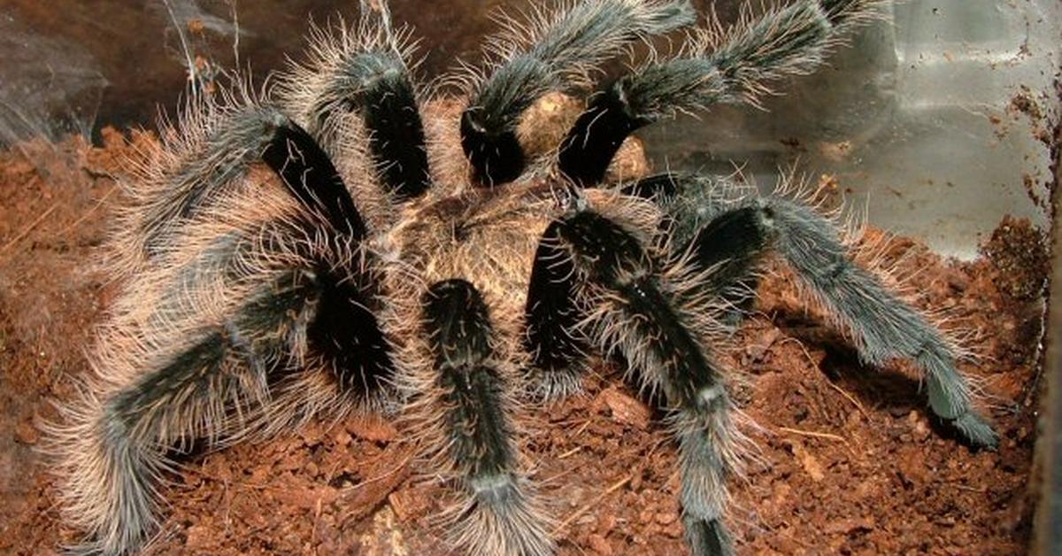 Vivid image of the Curly Hair Tarantula, or Tarantula Rambut Keriting in Indonesian context.